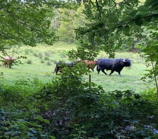 NaturskÃ¸n landidyl pÃ¥ IbÃ¦kgaarden - I egen bolig