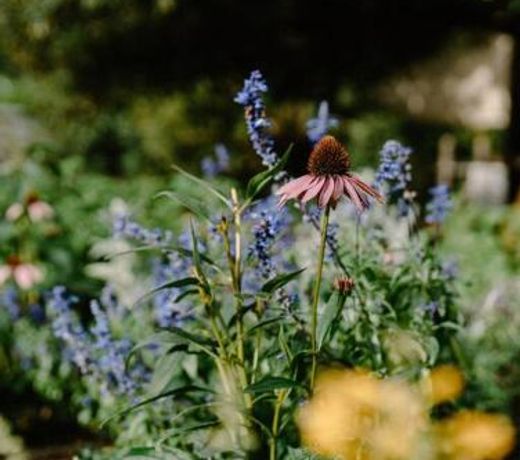 The School House and Garden - family friendly home short drive from Berry, Nowra and Kangaroo Valley)