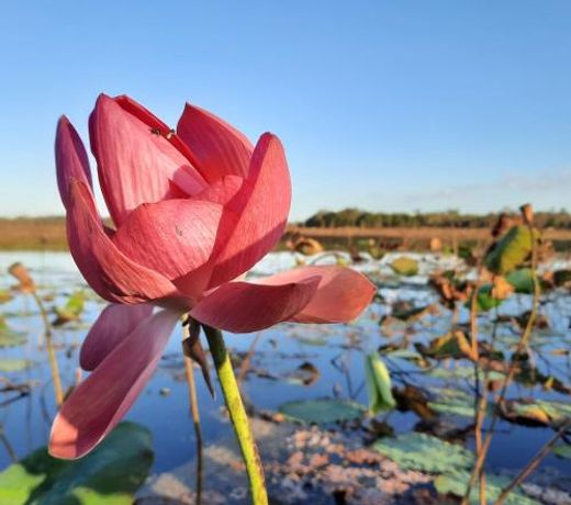 Wild Nature Lodge, Mareeba Wetlands