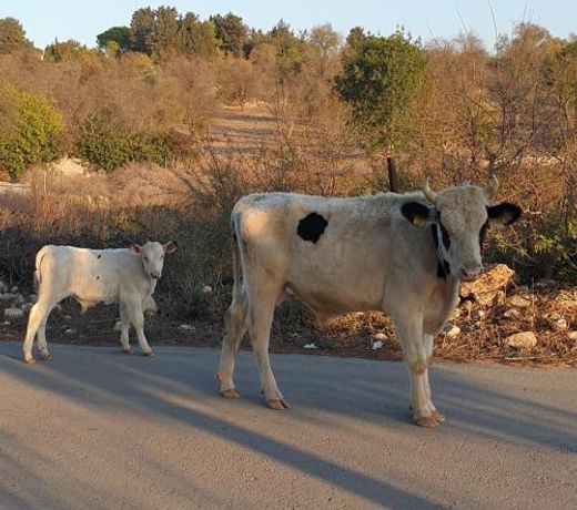 ÎÎ¯ÎºÎ¿Ï Î§ÏÎ¹ÏÏÎ¿Î¸Î­Î±