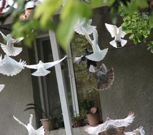 Hayk B&B (in Sanahin)