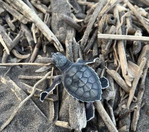 El Deseo Serendipity Tortuguero