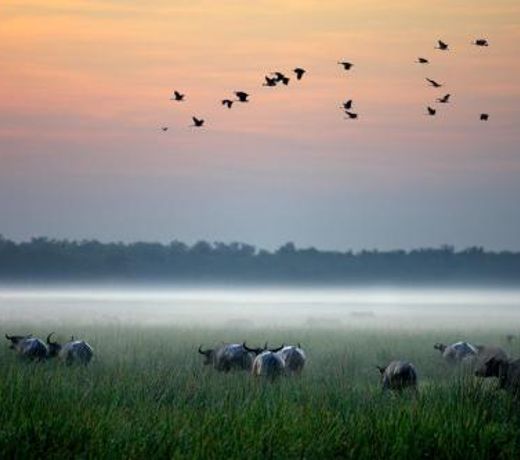 Bamurru Plains