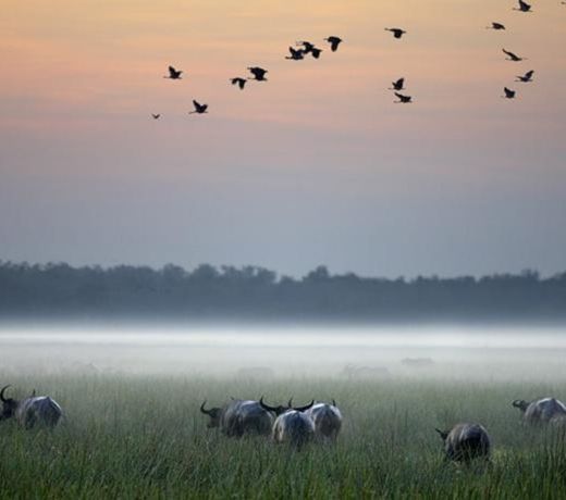 Bamurru Plains