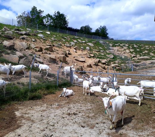 Koller's Ferienparadies