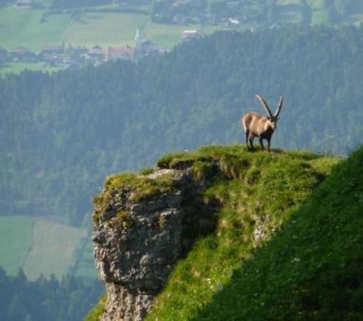 Dorfgasthof Adler