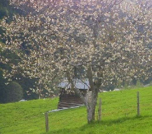 Ederbauer