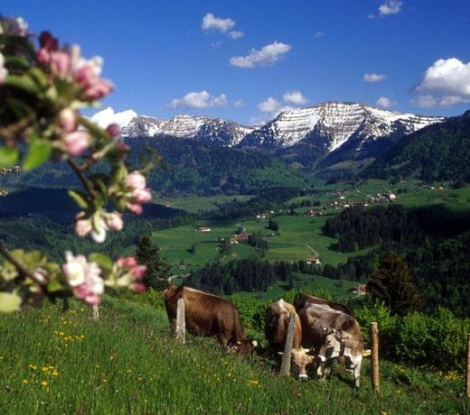 FeWo "Staufner Domizil" Oberstaufen