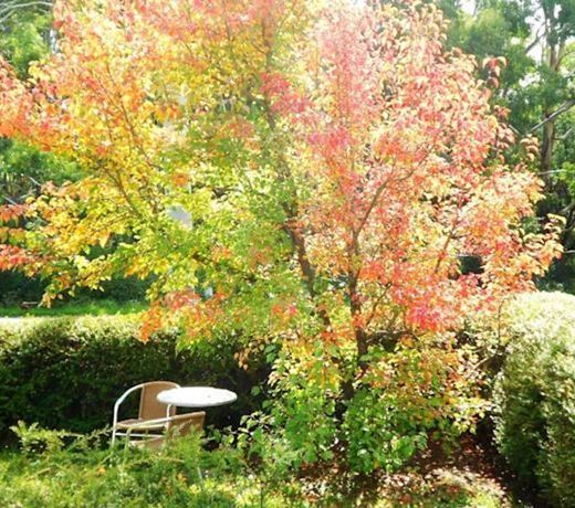 Acacia House Spa Garden Suite