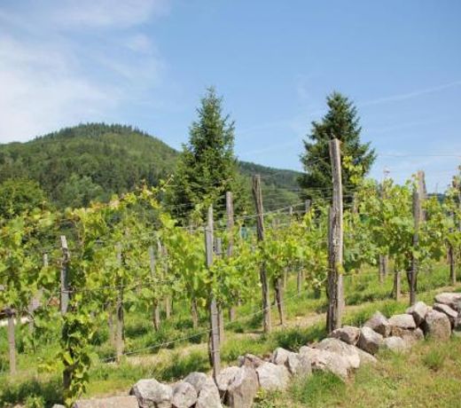 Great chalet with dishwasher, in the High Vosges