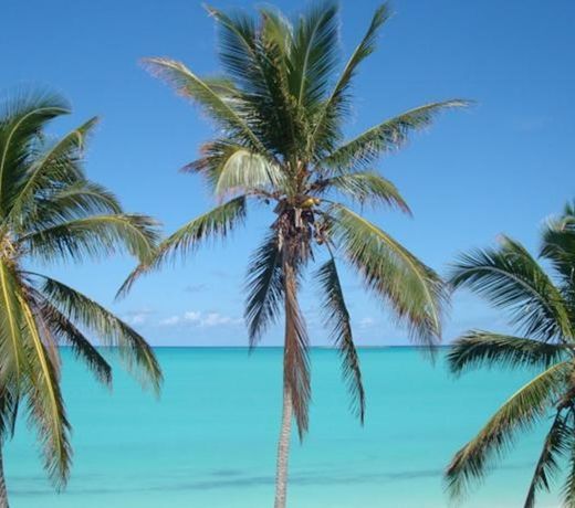 EXUMA DRIFTWOOD