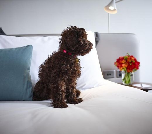 Hotel Indigo Sydney Potts Point, an IHG Hotel