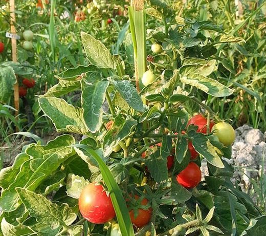 Sun Dalyan & Yeni Adet Organic Hotel
