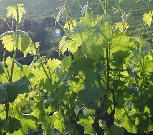 THE BLUE GRAPE VINEYARD ACCOMMODATION