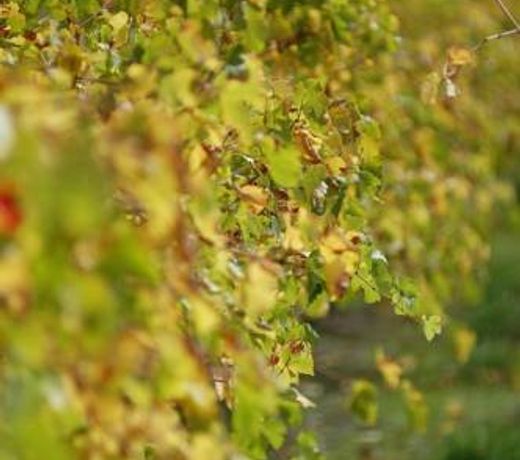 THE BLUE GRAPE VINEYARD ACCOMMODATION