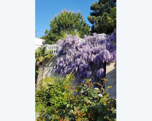 Отель с садом Бон Мезон - Алушта - фото 21