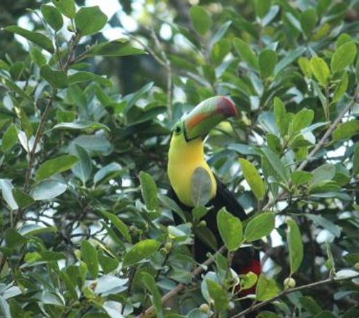 Casa Selva Orquideas