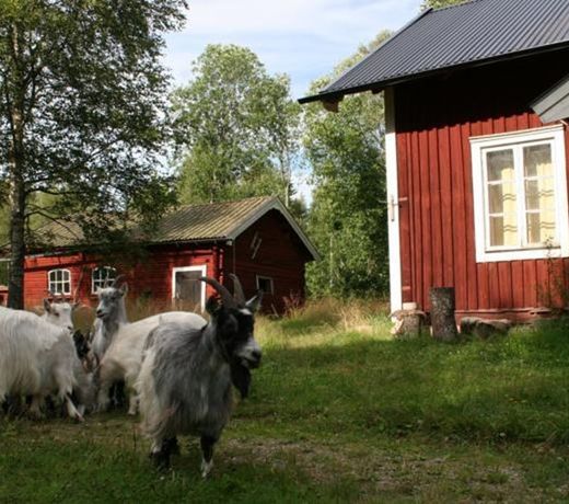 Knipberget B&B