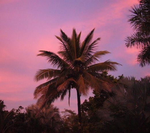 A TROPICAL ESCAPE B&B