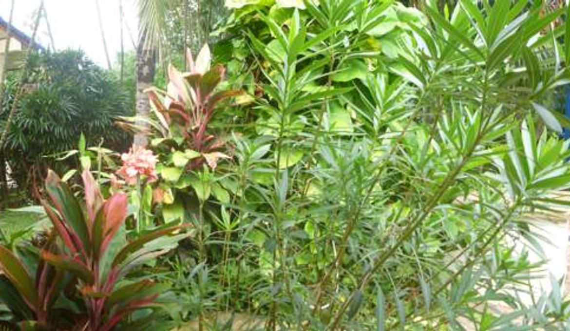 Rawai Garden Bungalows