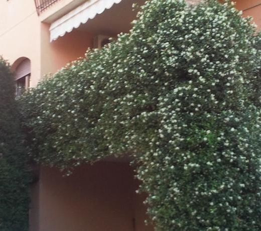 Casa Elite