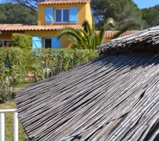 Palmiers de Palombaggia