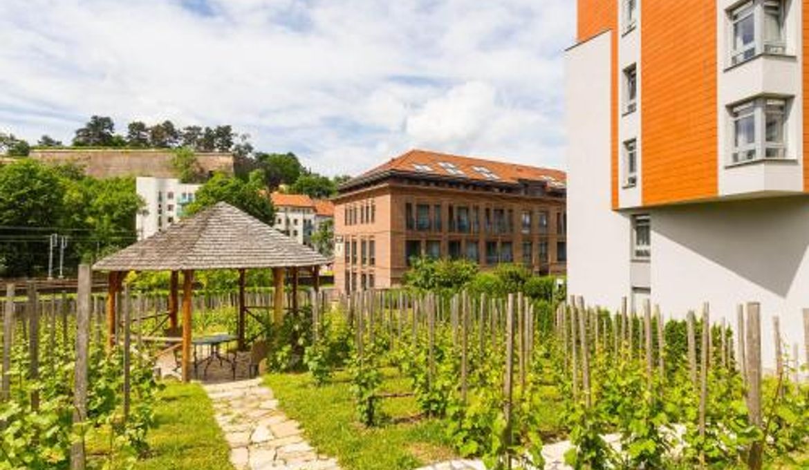 Albertov Rental Apartments