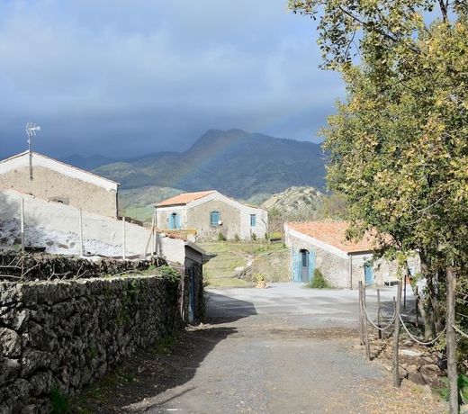 Il Tanaceto
