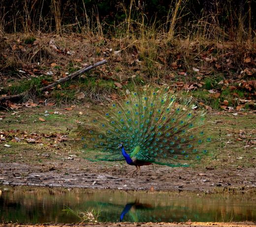 Tiger Moon Resort Ranthambore National Park