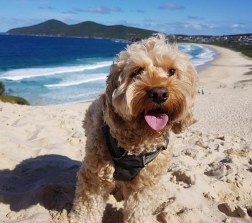 CHILL-OUT BEACH HOUSE - Forster