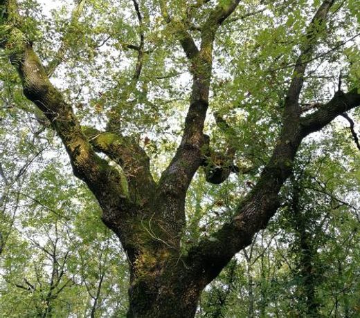 Bioagriturismo Podere Montisi