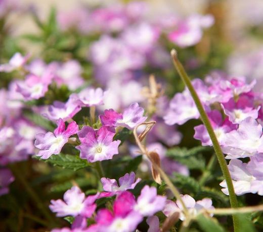 Arenaria L. Villas Complex