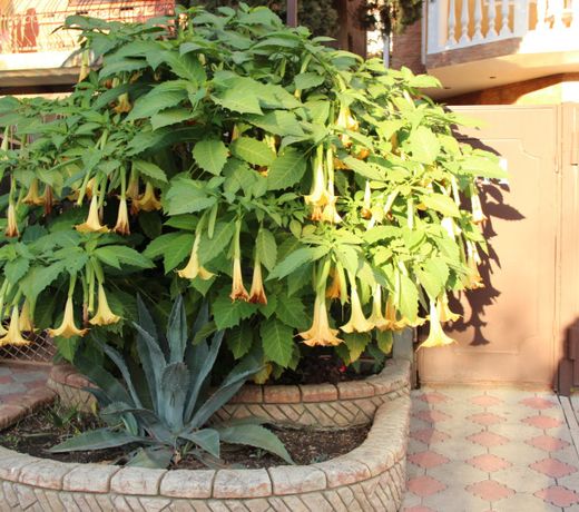 Guest House Palma