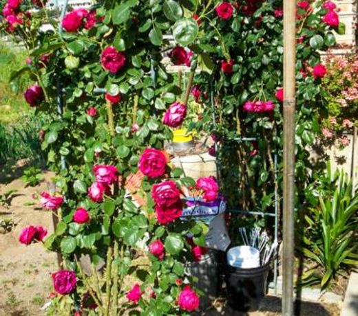 Guest House Arancia145