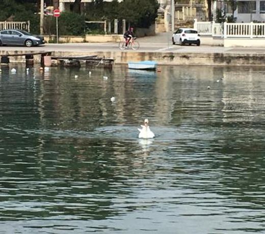 Villa Maestral Zadar