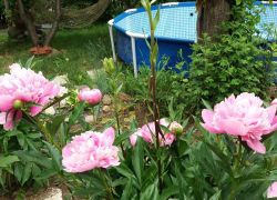 Sweet Home фото 3, г. Дилижан, 