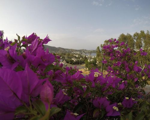 Отель Panorama / Panorama Hotel Bodrum - Гёльтюрбюку - фото 20