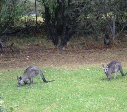 Wombatalla