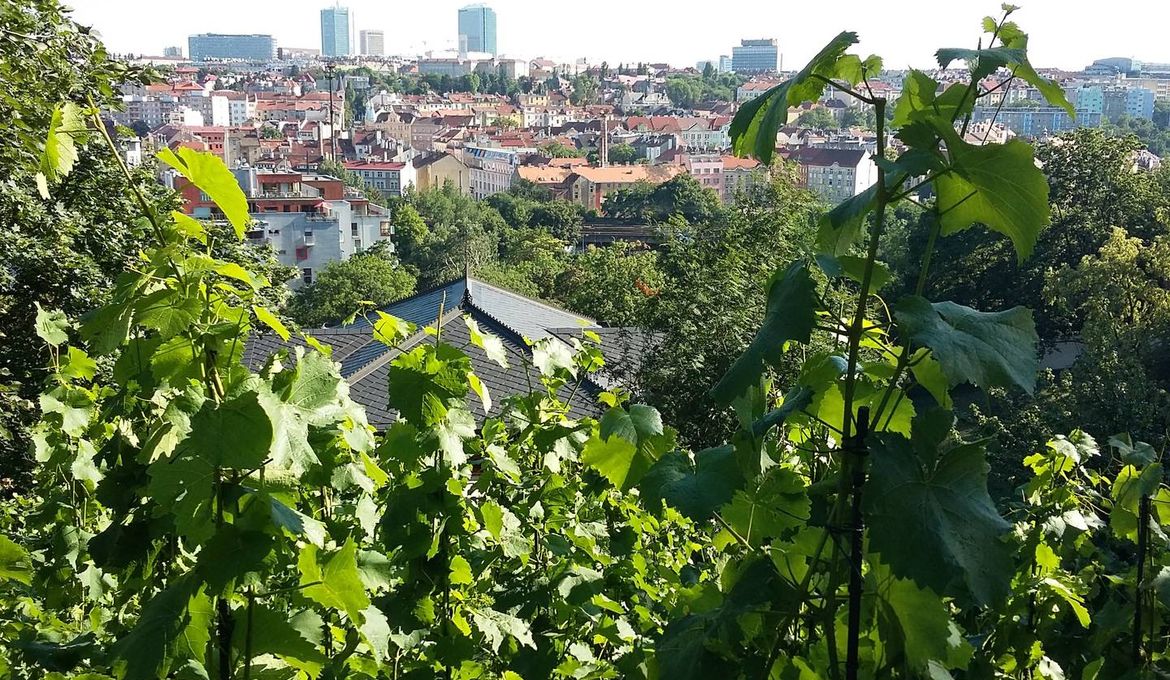 Vinohrady Garden Apartment