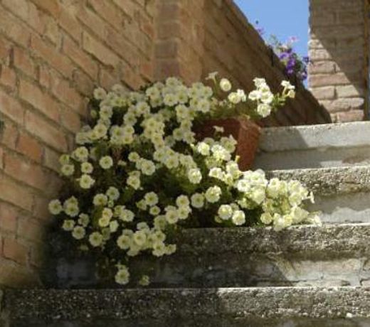 RIPABIANCA