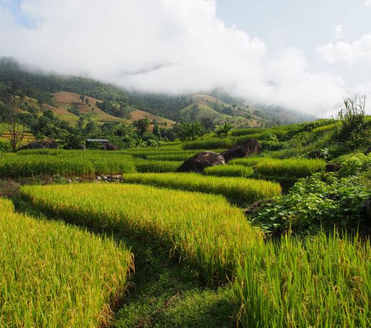 Kowit Maechaem Farmstay