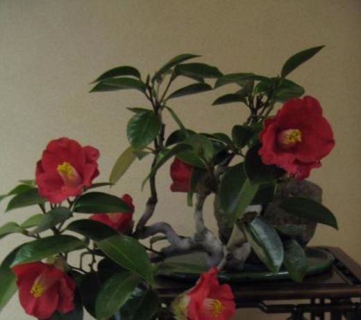 Kappo Ryokan Momiya