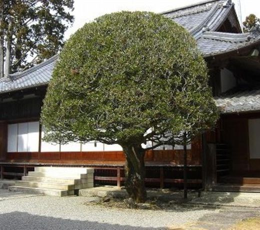 Manpukuan Eisyouji Ryokan
