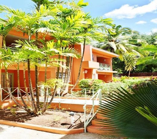 Travellers Palm