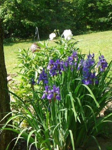 Outdoor Pictures 17