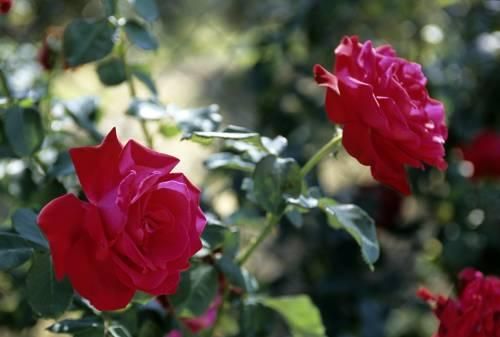 Outdoor Pictures 16