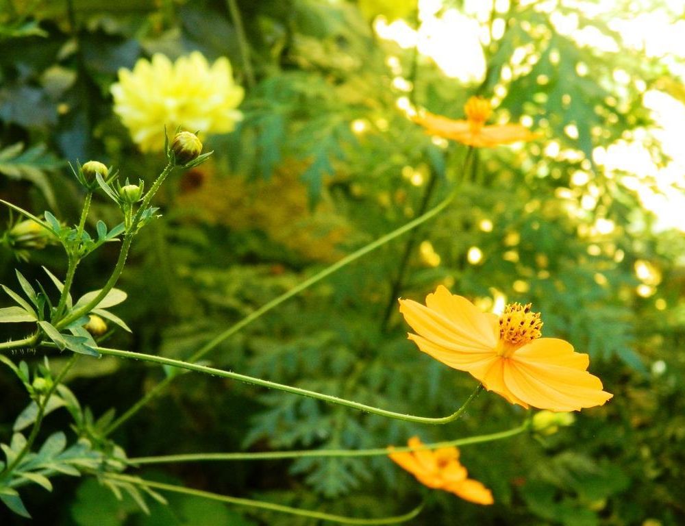 Outdoor Pictures 22