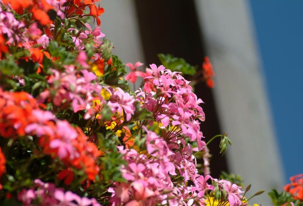 Outdoor Pictures 20
