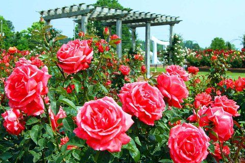 Outdoor Pictures 21