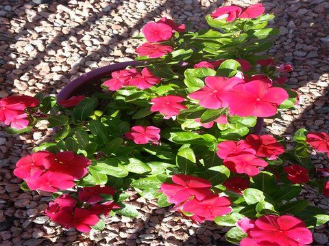 Outdoor Pictures 16